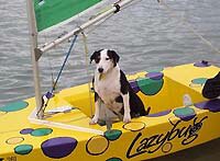 Spot the sailing dog